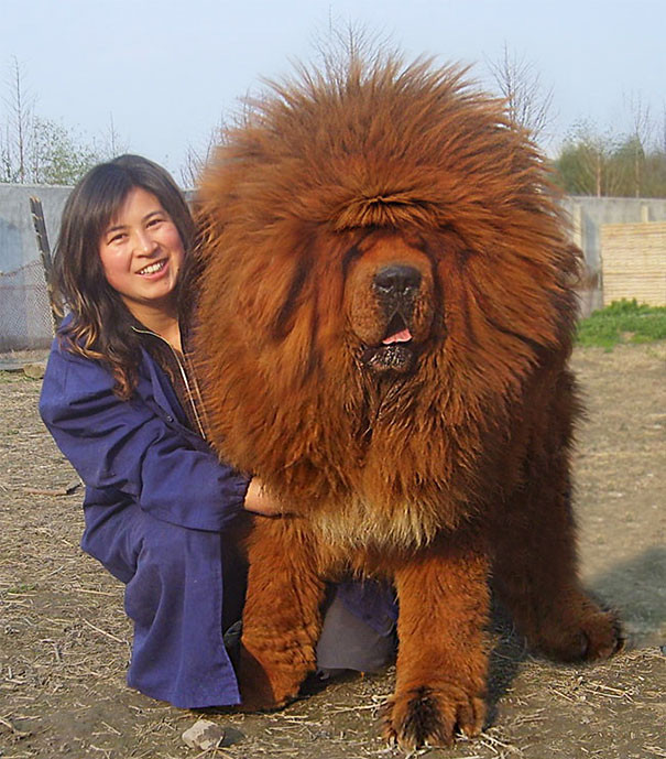 6. Король собак размер, собака