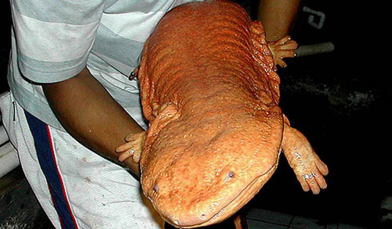 Самая большая амфибия в мире: Китайская гигантская саламандра. животные большие, мир