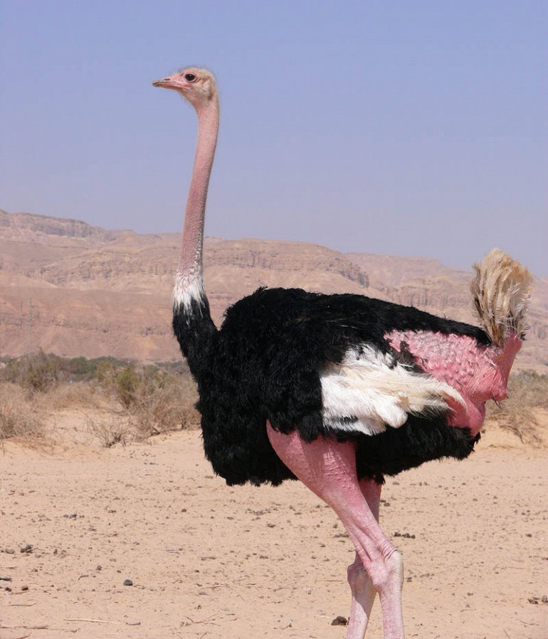 Самая большая птица в мире: Страус. животные большие, мир