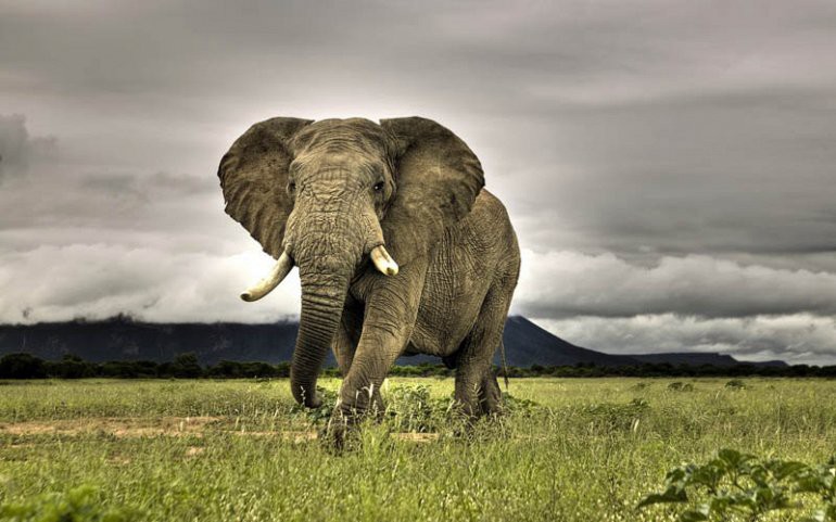 Самое тяжелое наземное животное в мире: Африканский слон. животные большие, мир