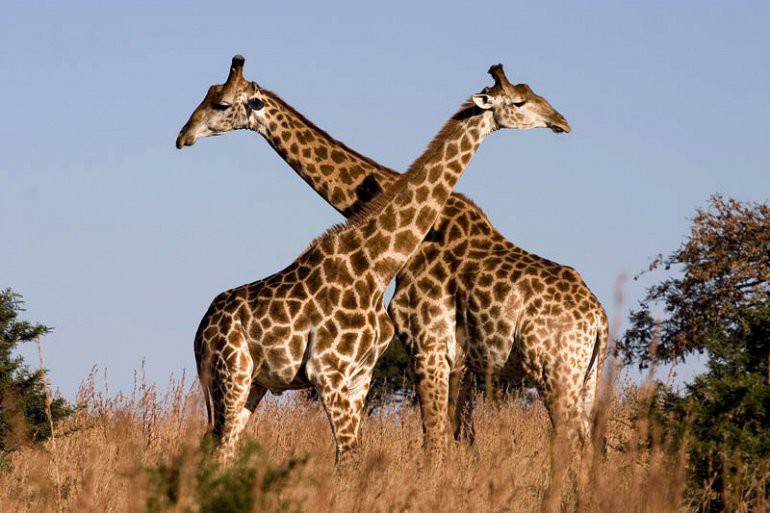  Самое высокое наземное животное в мире: Жираф. животные большие, мир