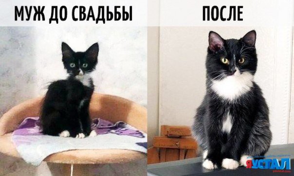 Мужики до свадьбы и после картинка Мужики до свадьбы и после картинка