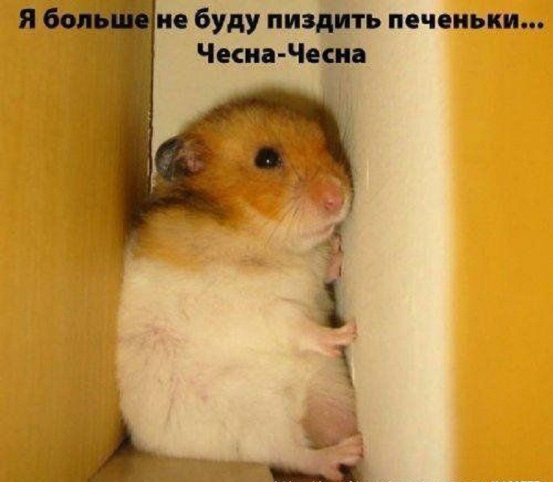 7. В Индии запрещено есть хомяков в общественном месте демотиваторы, прикол, юмор