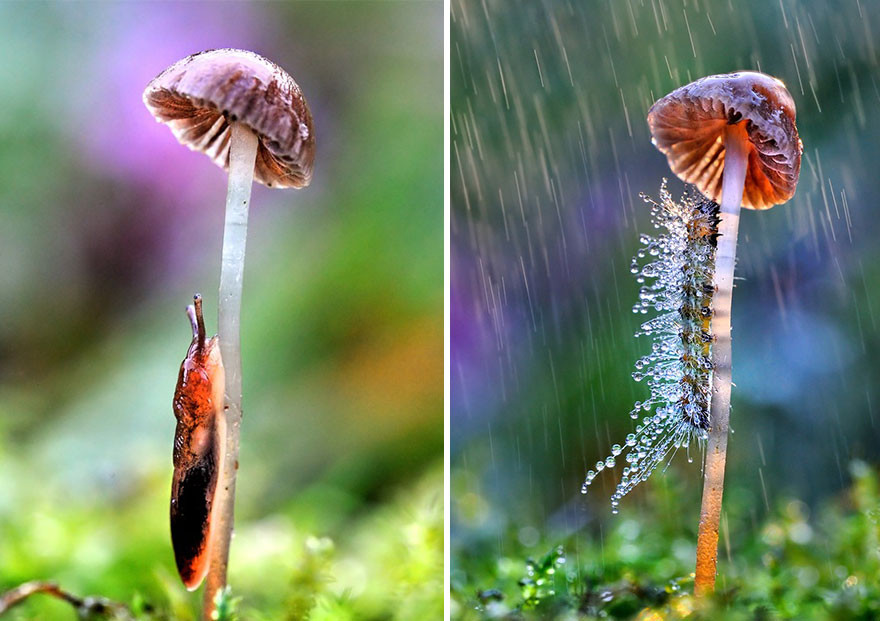 20 животных, прячущихся от дождя под натуральными «зонтиками» животные, зонтик