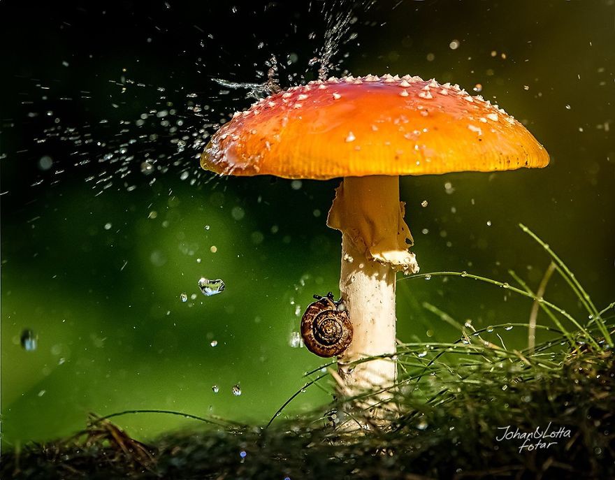 Хороший грибок — хороший зонтик животные, зонтик