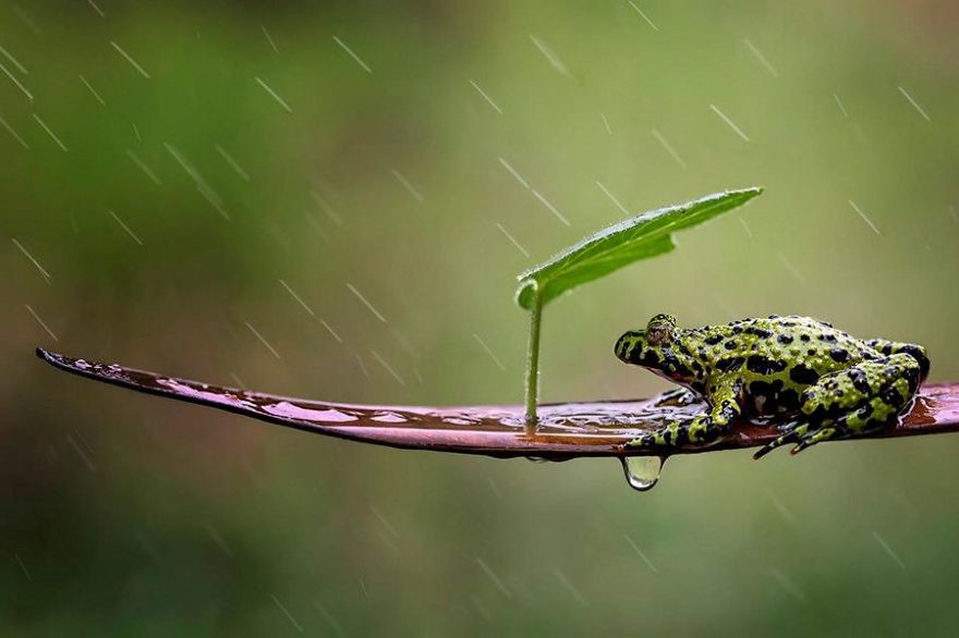 20 животных, прячущихся от дождя под натуральными «зонтиками» животные, зонтик