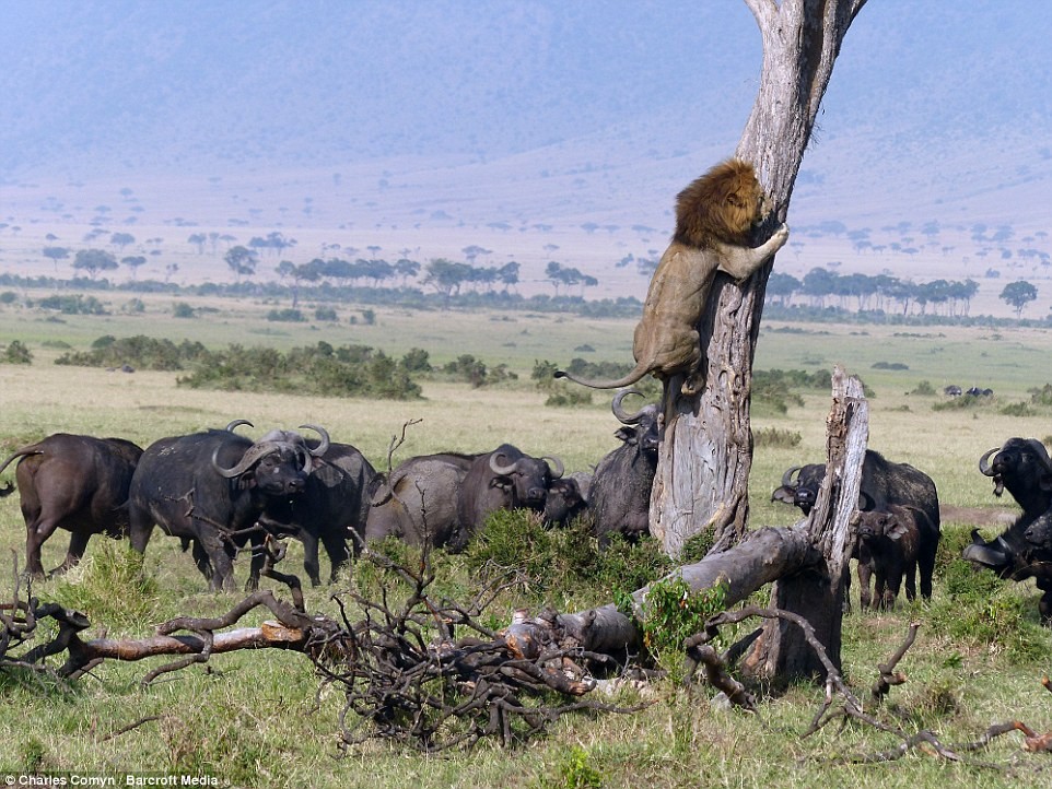 केन्या में, एक शेर एक पेड़ में भैंस को छोड़कर भाग गया