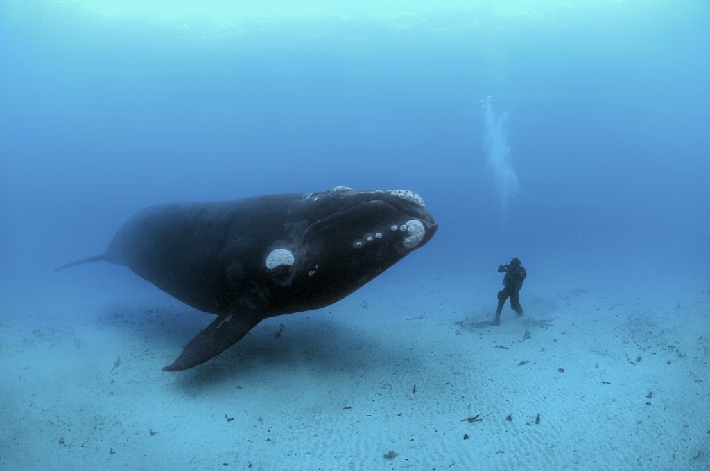 13. Синий кит - самое большое существо на земле минимализм, фото