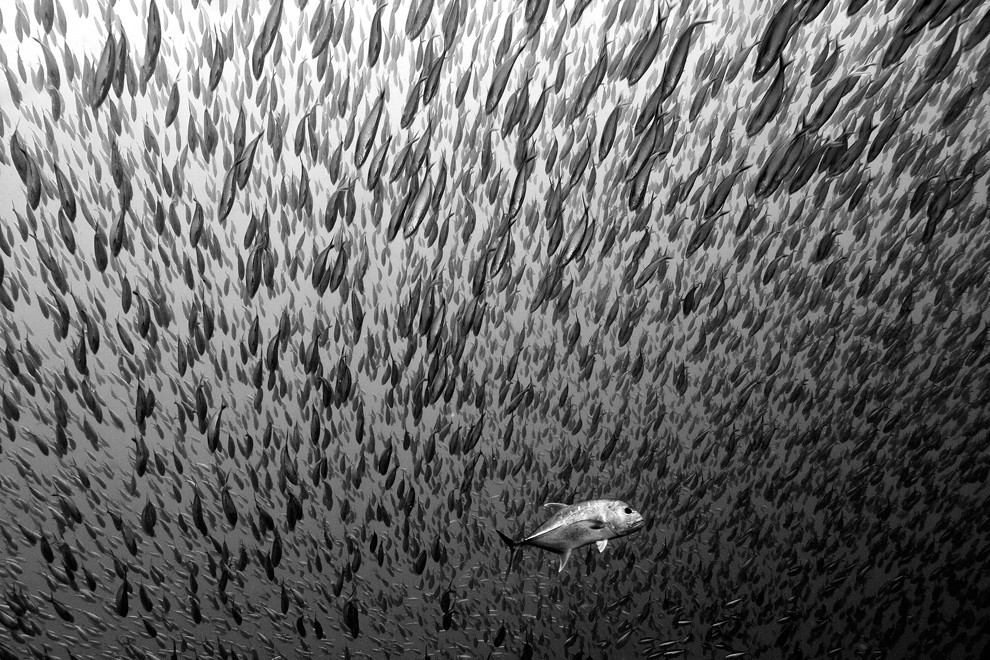 5. Тысячи рыб минимализм, фото