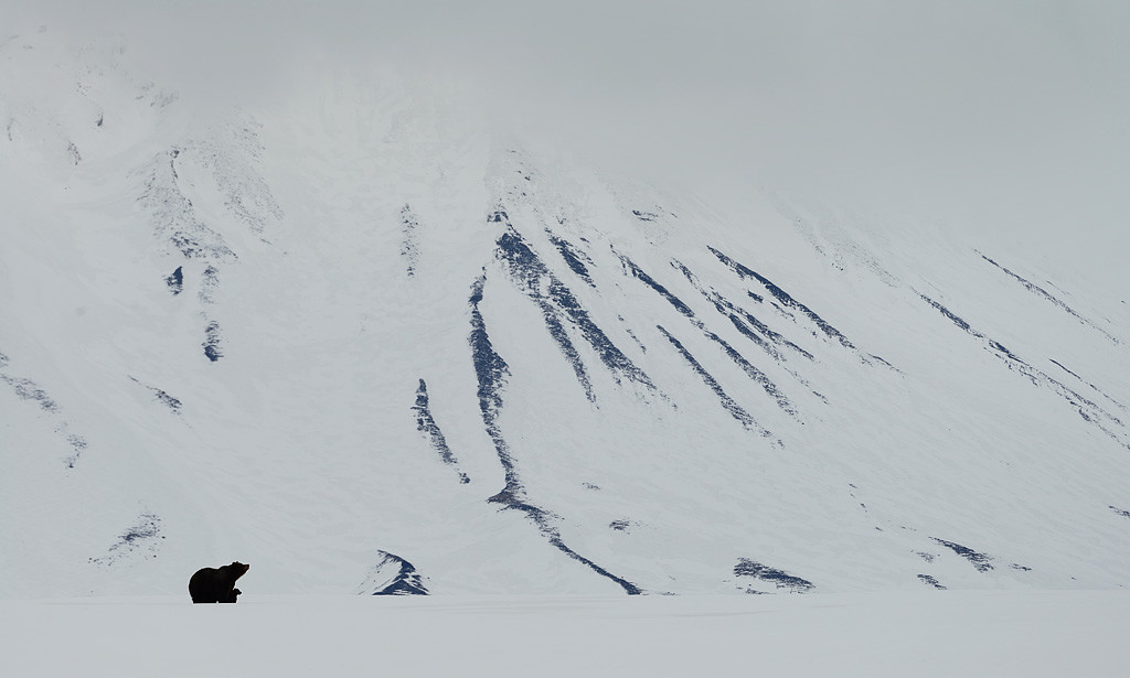3. Медведица с малышами на склоне вулкана Камбальный минимализм, фото