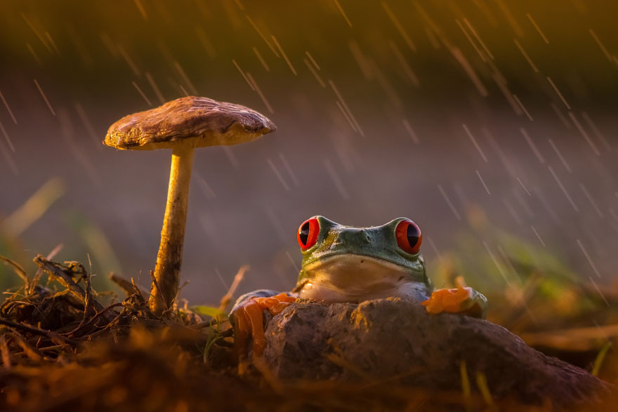 17. Дождь и свет жаба, лягушка, подборка