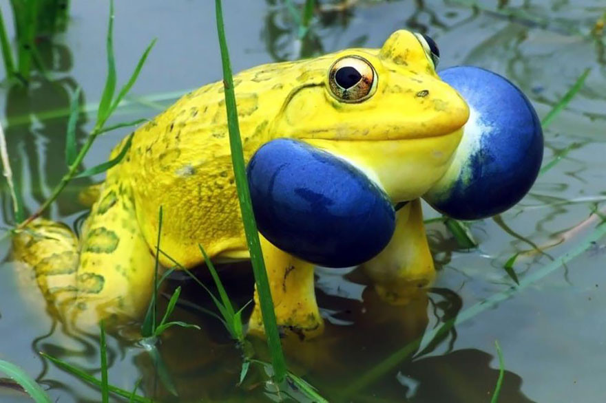 8. Индийская лягушка-бык жаба, лягушка, подборка