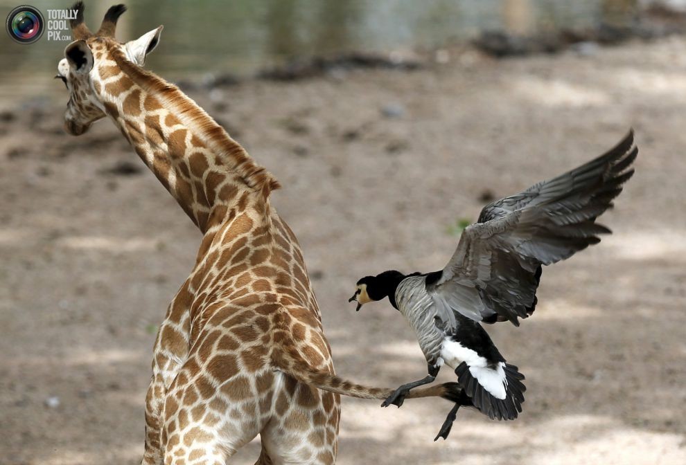 3. Гусь атакует новорожденного жирафа в частном зоопарке Pairi Daiza в Брюжлете, Бельгия. 3. Гусь атакует новорожденного жирафа в частном зоопарке Pairi Daiza в Брюжлете, Бельгия. животные, не поделили