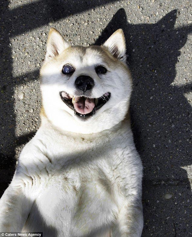 От уха до уха: Корица - самая счастливая собака в мире собака, улыбка