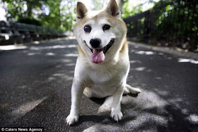 От уха до уха: Корица - самая счастливая собака в мире собака, улыбка
