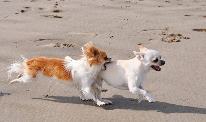 6. Чихуахуа — самые маленькие собаки в мире. животные, собака, факты, чихуахуа