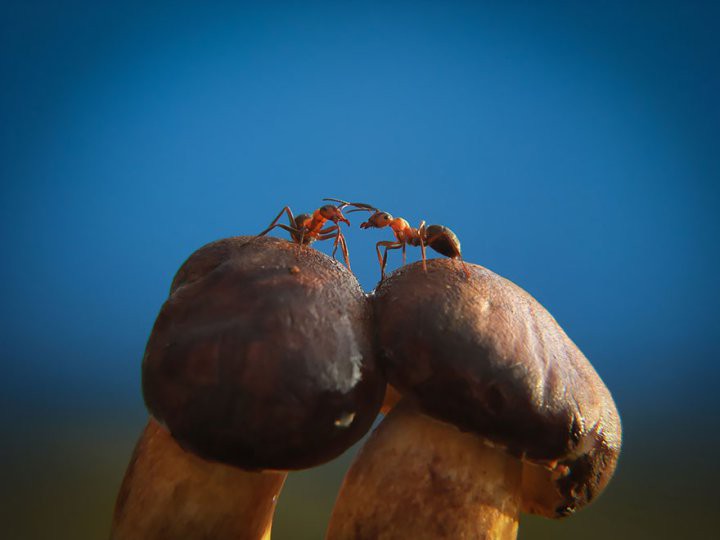 Волшебный мир грибов от Вячеслава Мищенко грибы, фотография