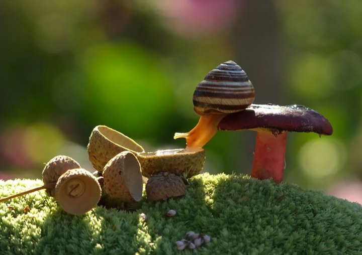 Волшебный мир грибов от Вячеслава Мищенко грибы, фотография