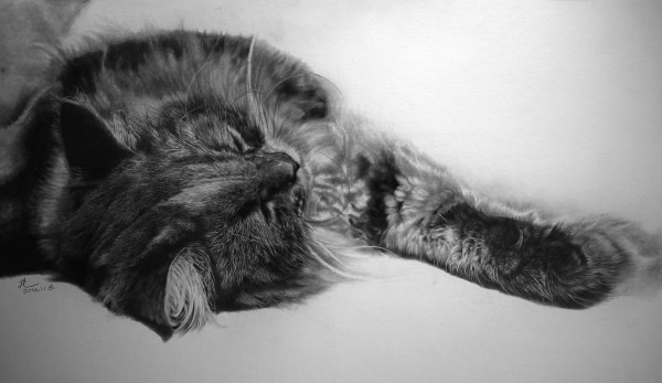 Это рисунки, выполненные обыкновенным карадашом картины карандашом, коты, рисунок, художник