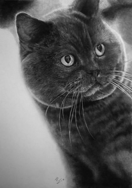 Это рисунки, выполненные обыкновенным карадашом картины карандашом, коты, рисунок, художник