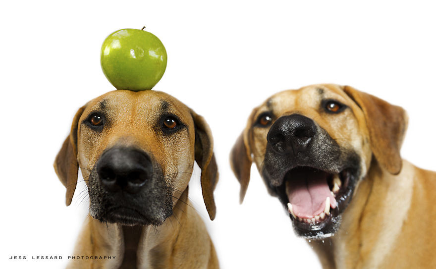 Кая и яблоко еда, кража, собака, фотопроект
