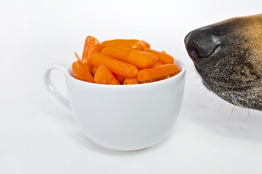 Кая и морковь еда, кража, собака, фотопроект
