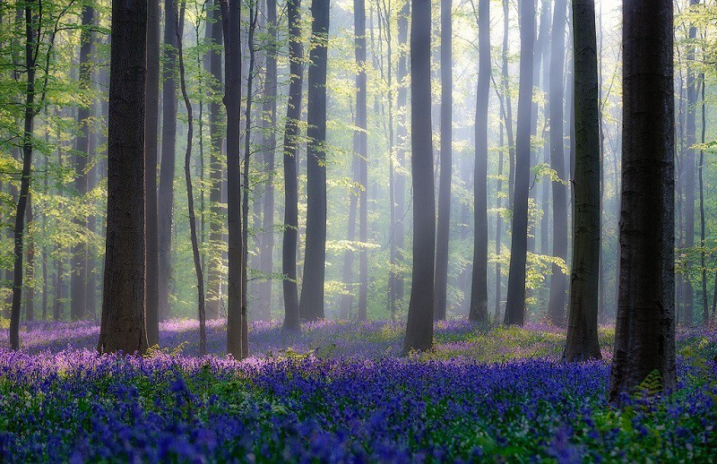 Халлербос – синий лес в Бельгии водопад, долина, лес, пустыня