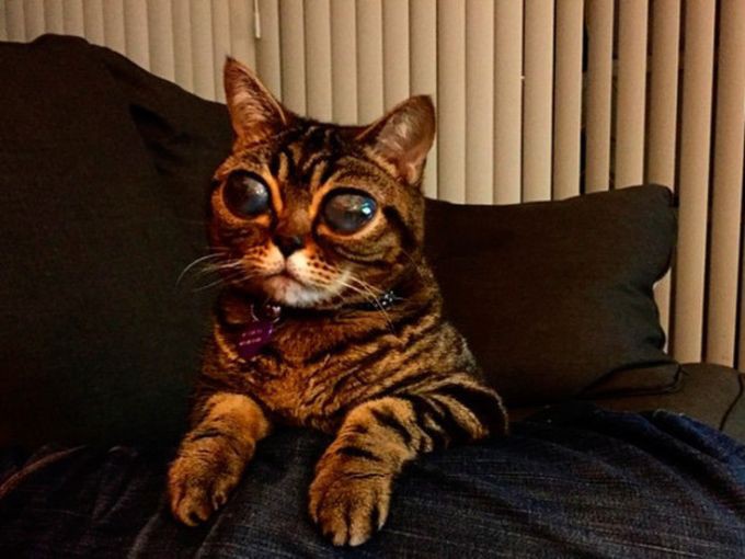 В Британии живет кошка-инопланетянка глаза, животные, кот