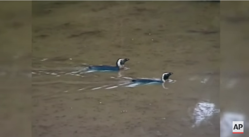 Пингвины, плывущие по затопленному городу животное, зоопарк, наводнение, тбилиси