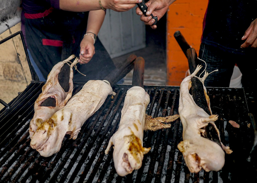 Кто такой Куй, и что с ним делают в Перу еда, морская свинка, перу