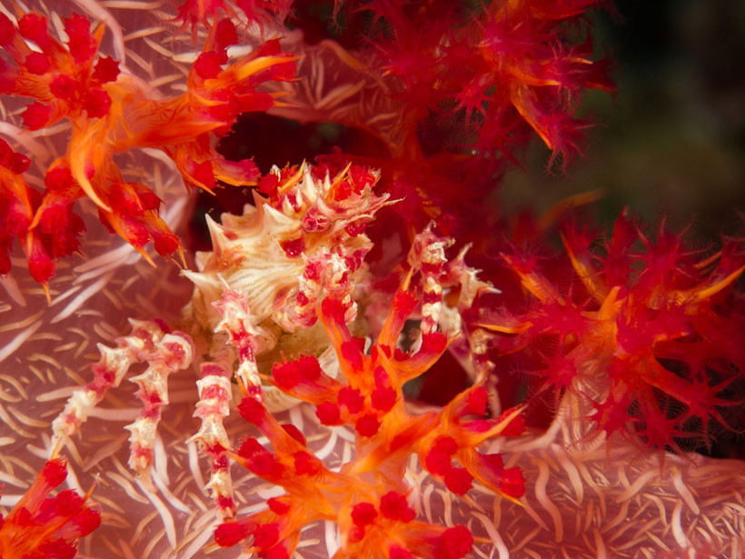 23. Коралловый краб Оутса (Hoplophrys oatesii) животные, камуфляж, природа