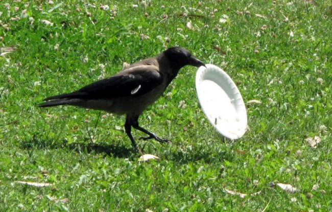 Я увидел, как эта ворона ела в парке, и обалдел от того, что она сдела ворона, животные