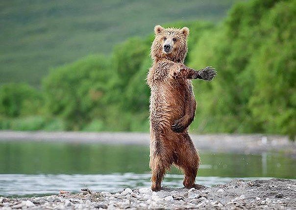 Танцуй пока молодой! животные, коты, прикол, юмор