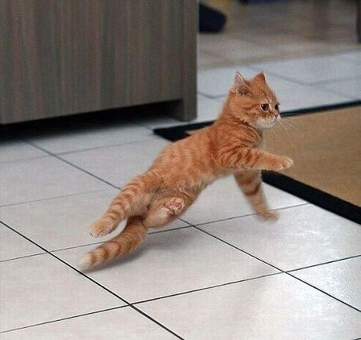Танцуй пока молодой! животные, коты, прикол, юмор