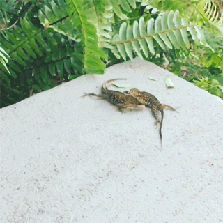 Гифки дня гифки, животные, люди, позитив, юмор