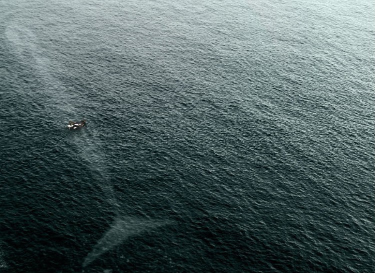 15. Помни: самое тяжелое в жизни — это синий кит. Всё остальное — пустяки вода, страх