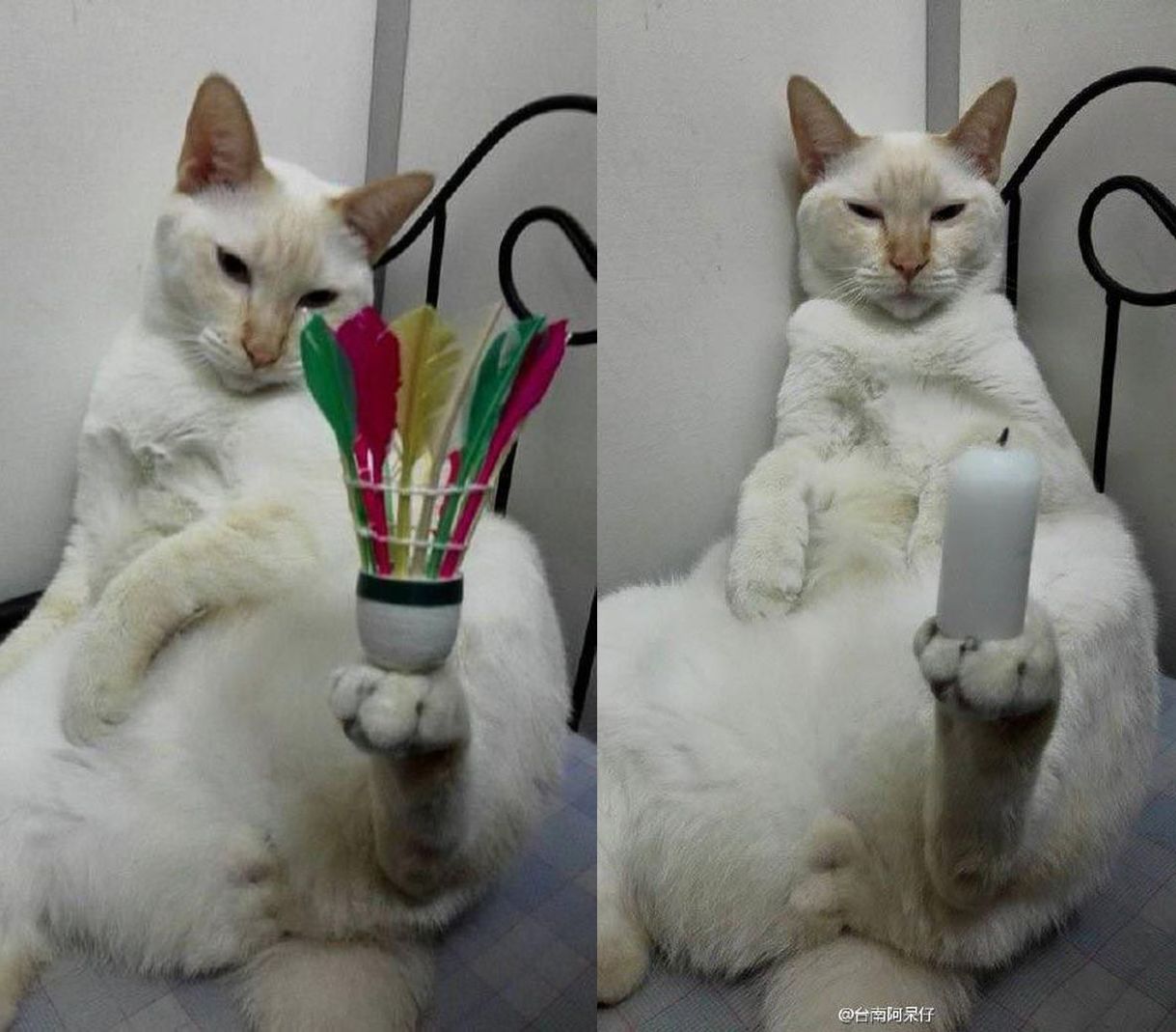 Невозмутимый кот, который может удержать на своих лапах всё что угодно Невозмутимый кот, который может удержать на своих лапах всё что угодно вещи, кот