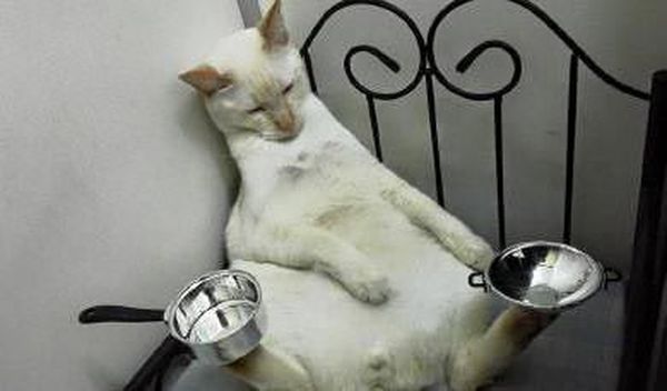 Постиг кухонный дзен.. во сне Постиг кухонный дзен.. во сне вещи, кот