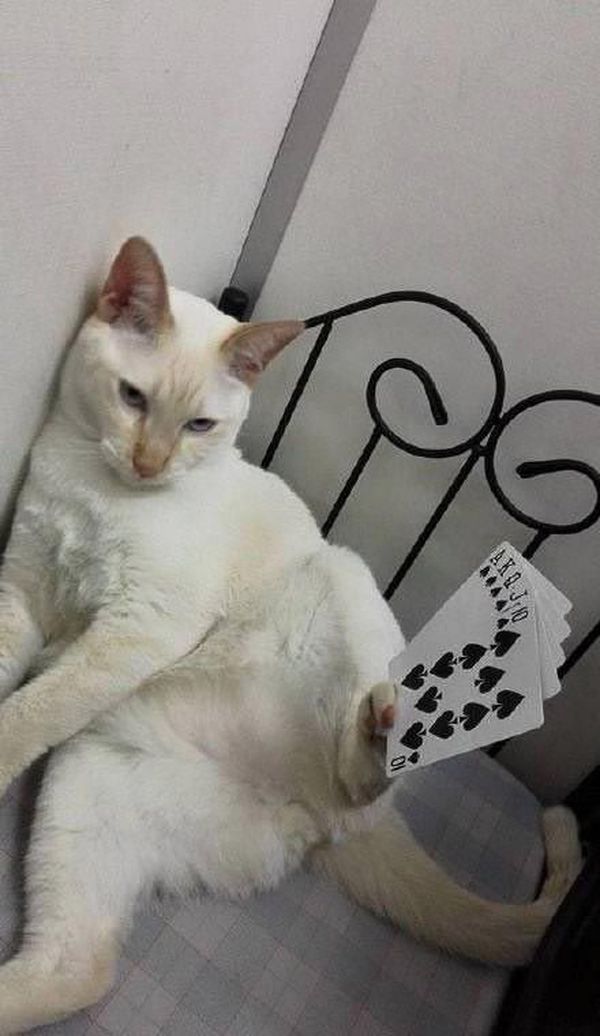 Разве кот может собрать флеш-рояль? Конечно нет, определённо фотошоп Разве кот может собрать флеш-рояль? Конечно нет, определённо фотошоп вещи, кот
