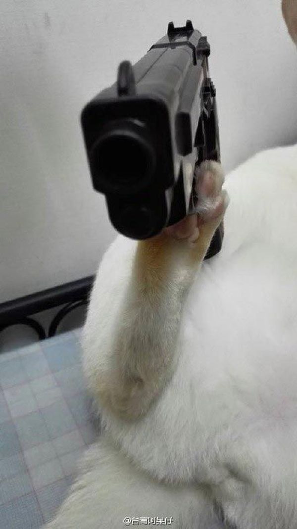 Настоящий гэнгста Настоящий гэнгста вещи, кот