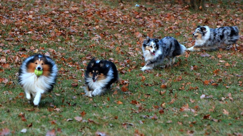 6-е место - шетландская овчарка (шелти): Собаки Животные топ собак, животные, прикол