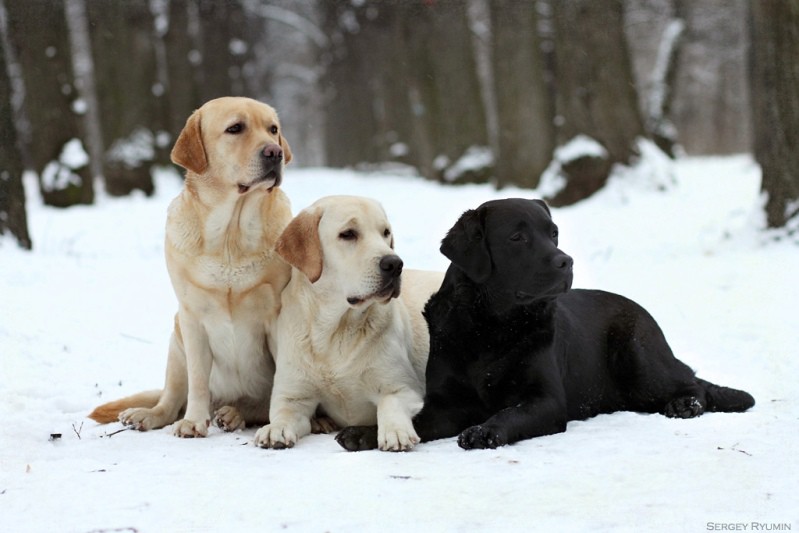7-е место - лабрадор ретривер: Собаки Животные топ собак, животные, прикол