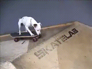 Эти забавные животные