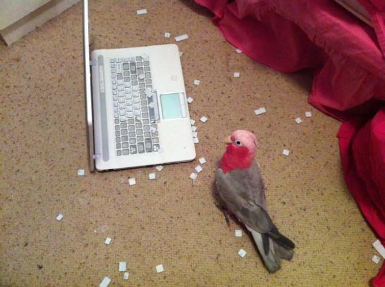 1. Попугай, ненавидящий компьютеры, терроризирует клавиатуру животные, птицы, хулиган