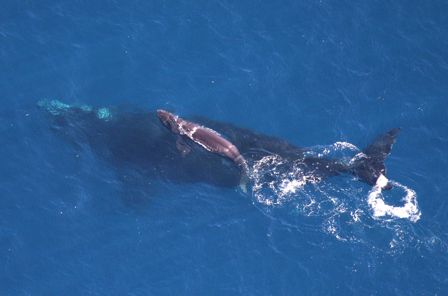 27. Детеныш кита детеныш, животные