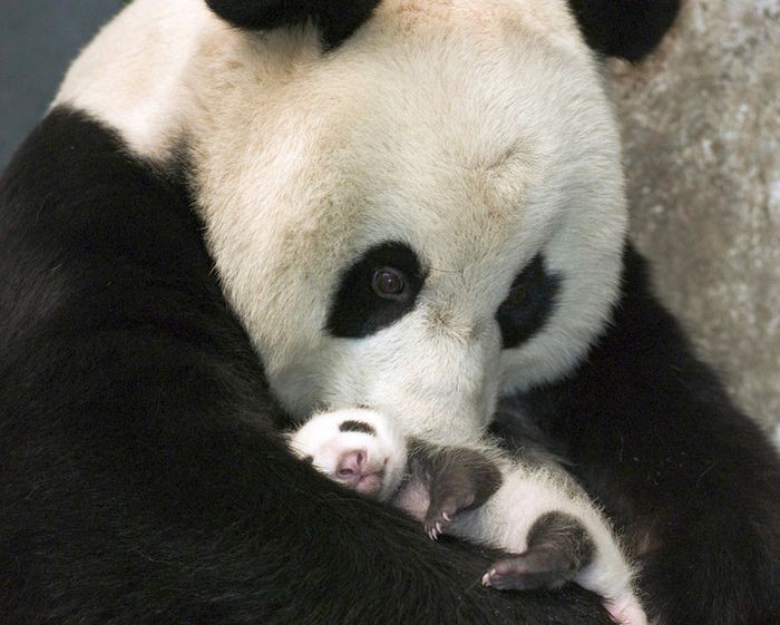3. Малыш панды детеныш, животные