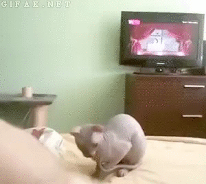 Эти забавные животные