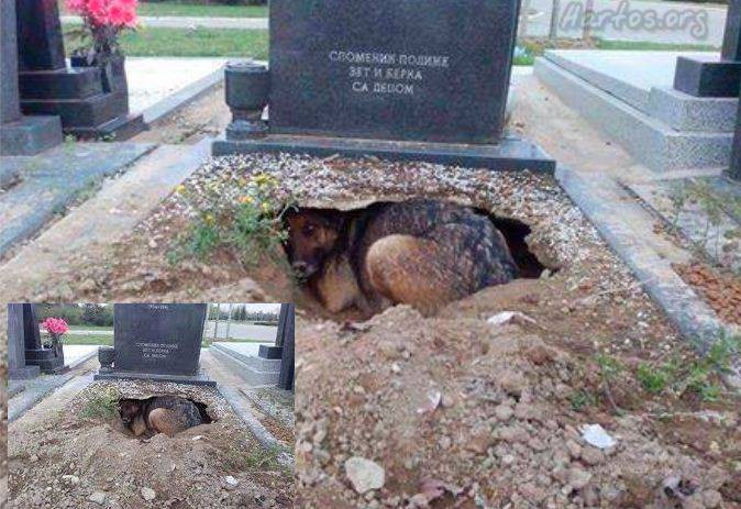 Эта собака осталась преданной своему хозяину даже после его смерти животные, преданность
