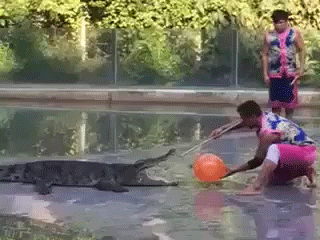 Эти забавные животные