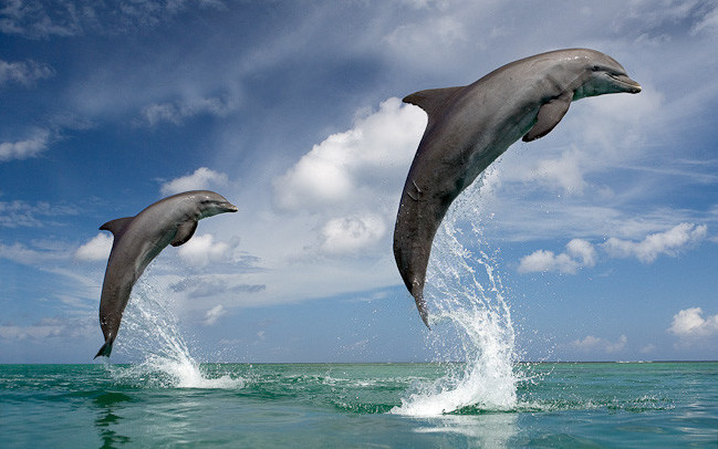 Тёмный дельфин дельфины, животные